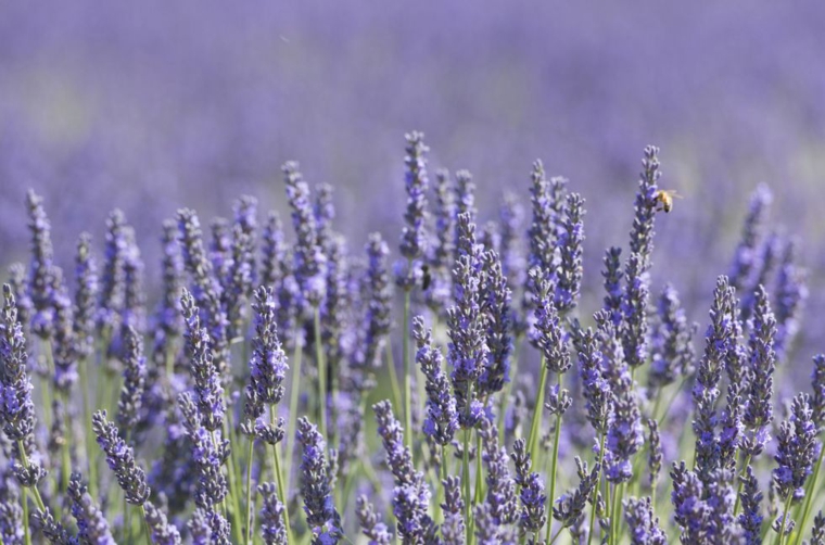 lavanda-planta-relajarante-olor-belleza