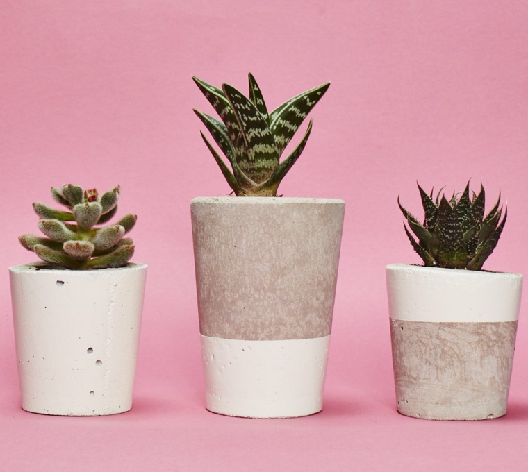 plantas-de-interior-cactus-resized