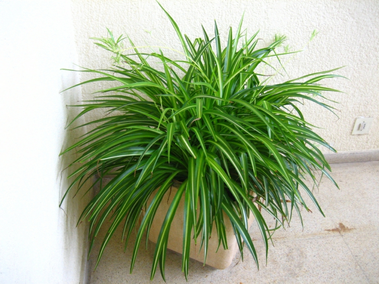 plantas-de-interior-resistentes-cintas-resized