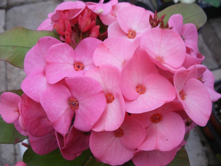 plantas-suculentas-espina-de-cristo-resized