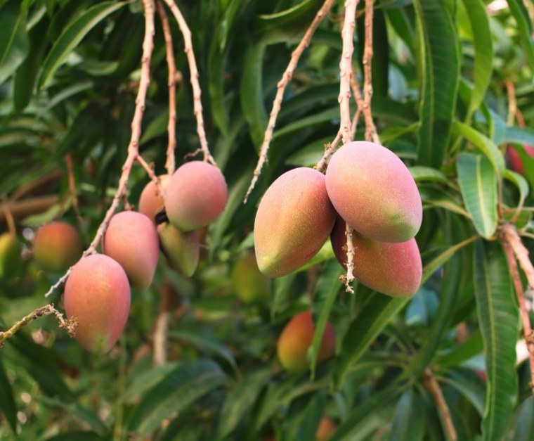 ventajas de ingerir mango