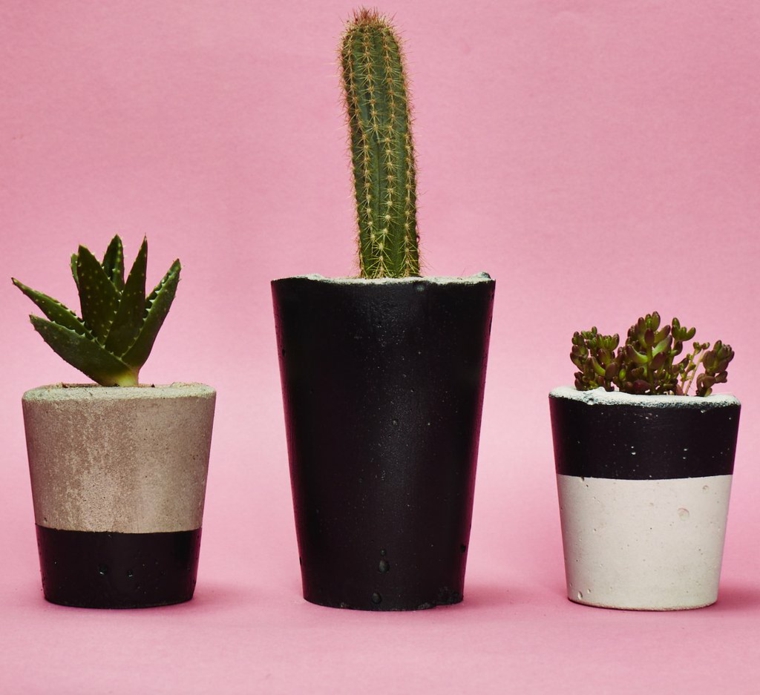 tipos-de-plantas-interiores-cactus-resized