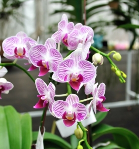Cómo cuidar una orquídea en casa - Todo sobre la adaptación de esta planta