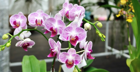 cuidar-orqidea-flor-bella-ideas