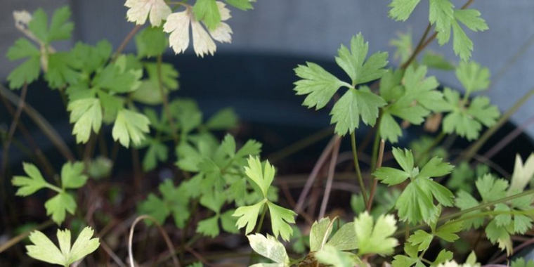 como-cultivar-perejil