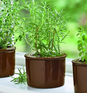 Especies de plantas aromáticas que puedes cultivar en el interior de tu casa