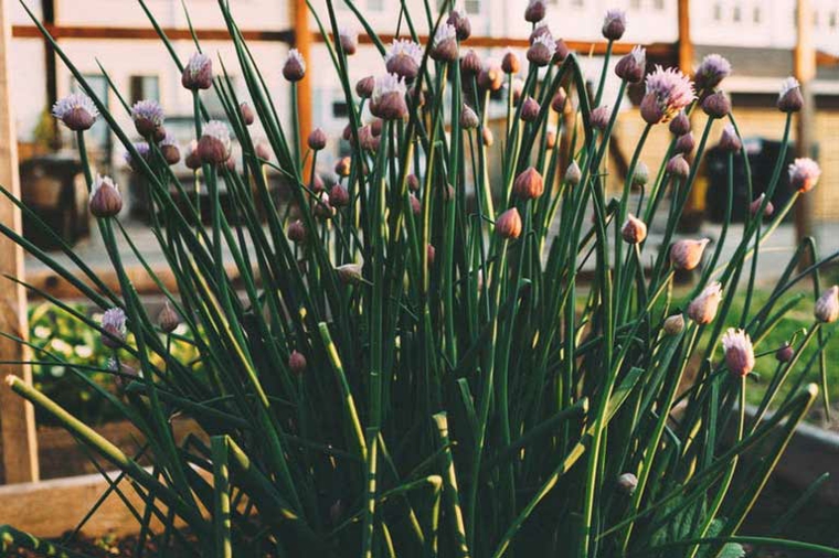 especies de plantas cebolletas