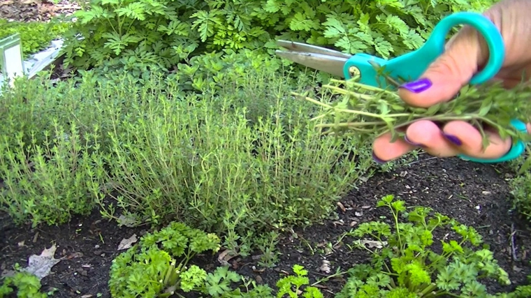 especies de plantas cultivo
