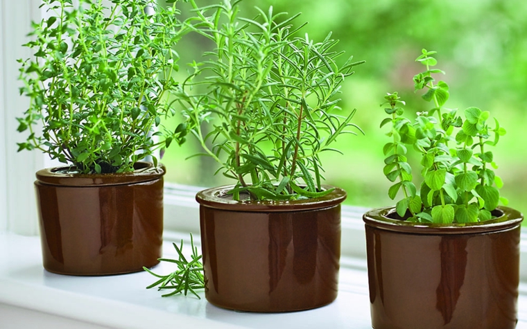especies de plantas
