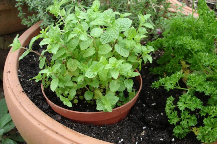 menta-en-maceta