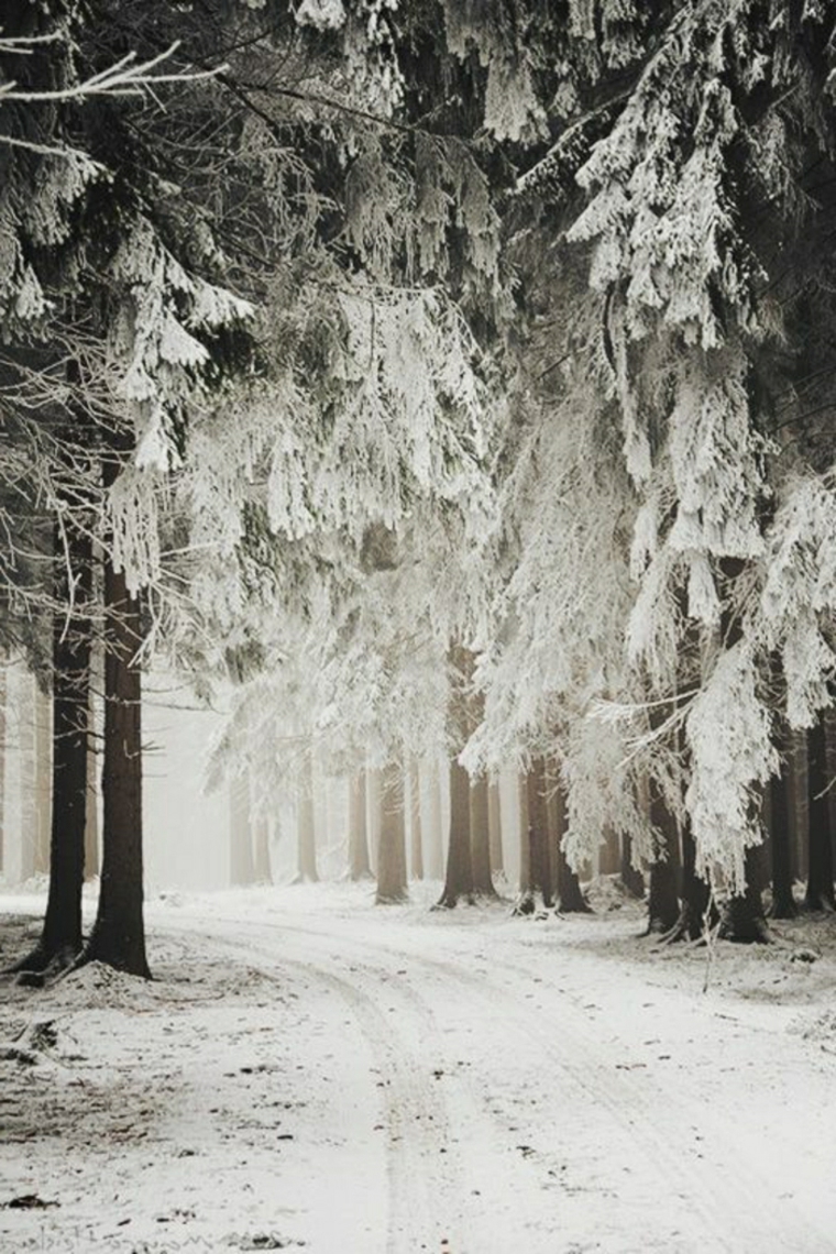 camino-por-el-bosque