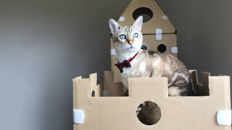 Juegos para gatos caseros que necesitan más y más entretenimiento