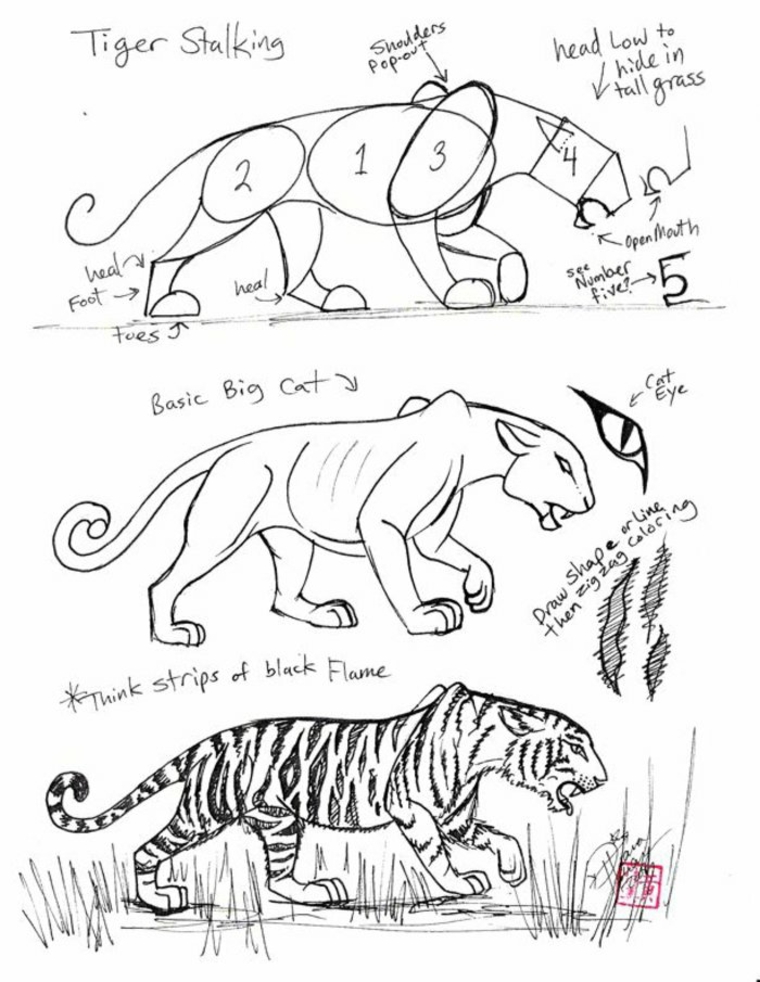 como-dibujar-tigres