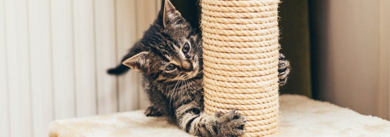 gato-con-rascador