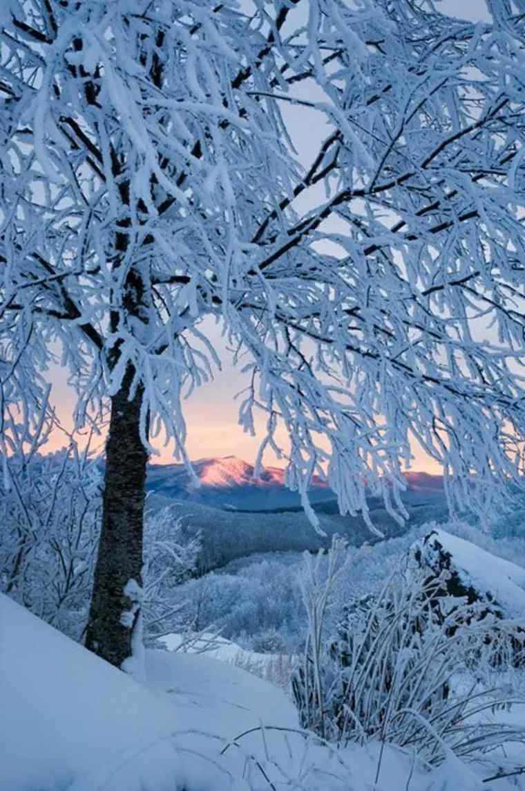 paisajes hermosos de-.invierno-árbol