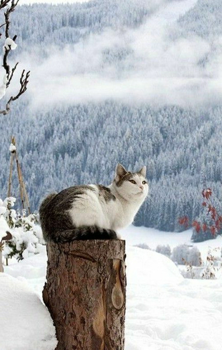 paisajes hermosos gato