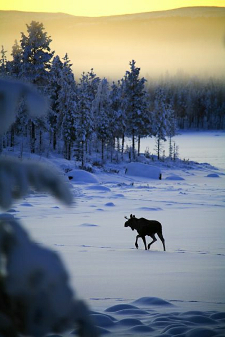 paisajes hermosos lobo