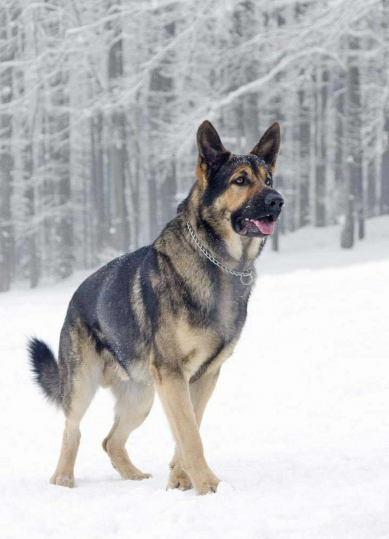 paisajes hermosos perro