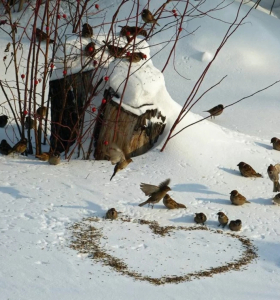 pájaros-sobre-la-nieve