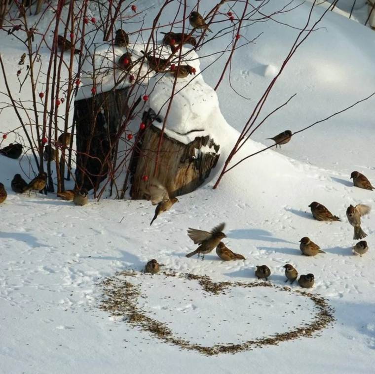 pájaros-sobre-la-nieve