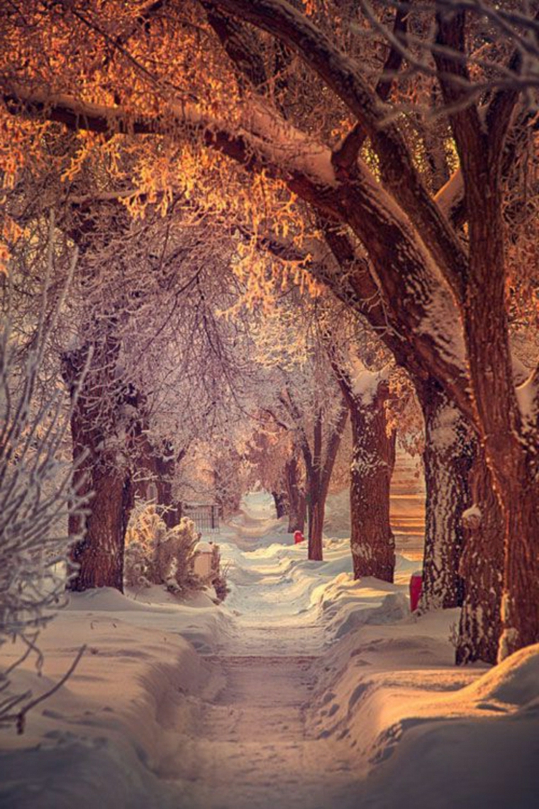 sendero-en-la-nieve
