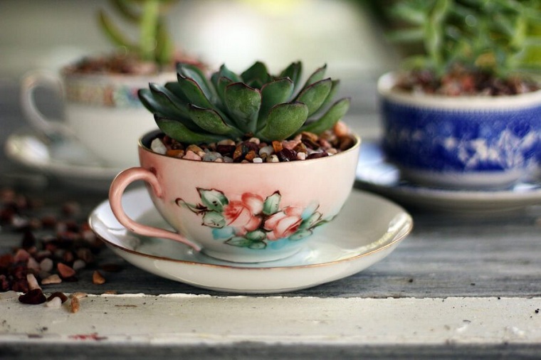 suculentas-plantas-decorar-tazas-cafe