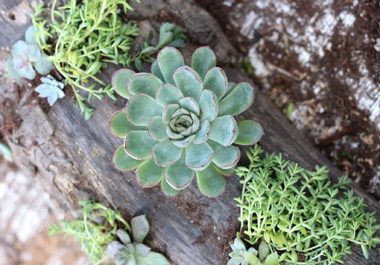 suculentas-plantas-madera-deriva-ideas