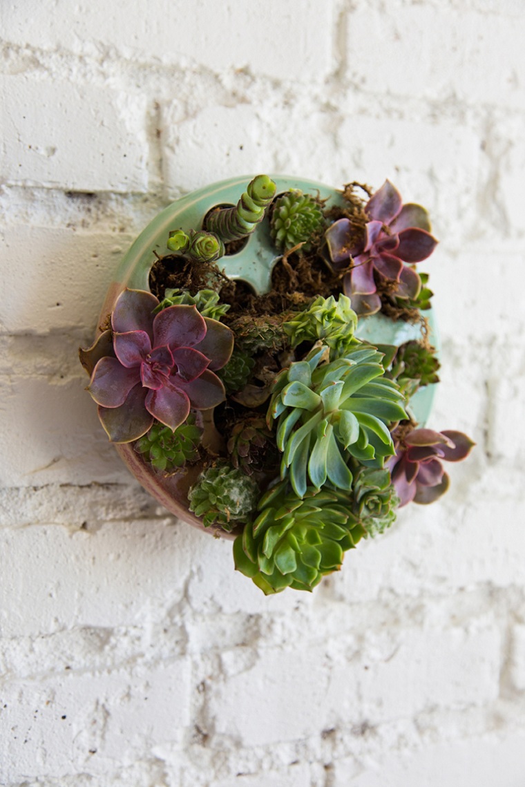 suculentas-plantas-pared-ideas-originales
