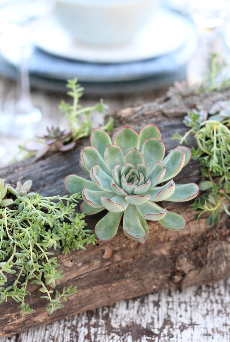 suculentas plantas-proyecto-ideas-decoracion-