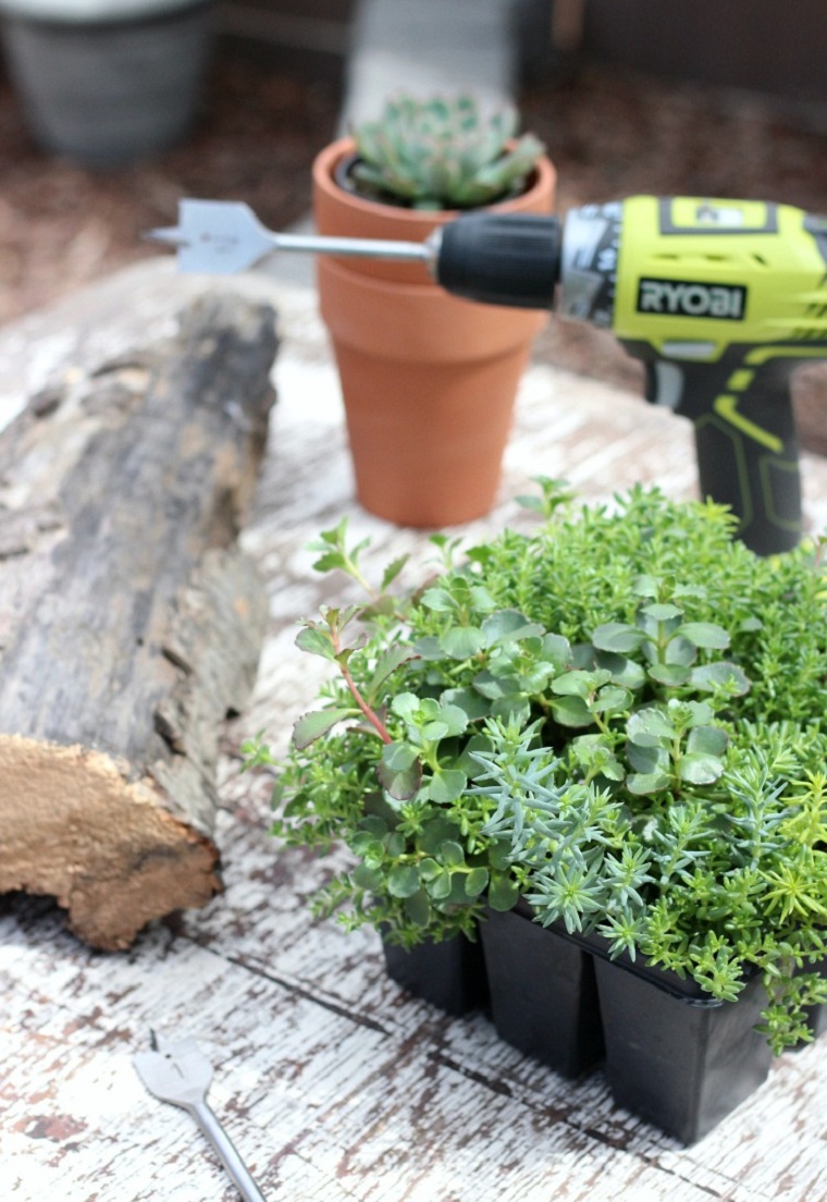 suculentas-plantas-proyecto-ideas-decoracion-aire-libre