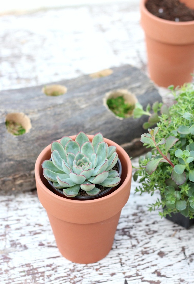 suculentas-plantas-proyecto-ideas-decoracion-bonita