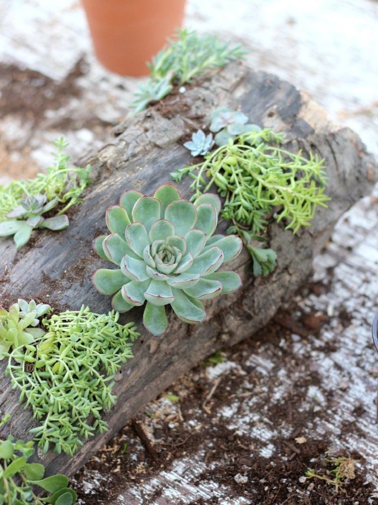 suculentas plantas-proyecto-ideas-decoracion-rustica