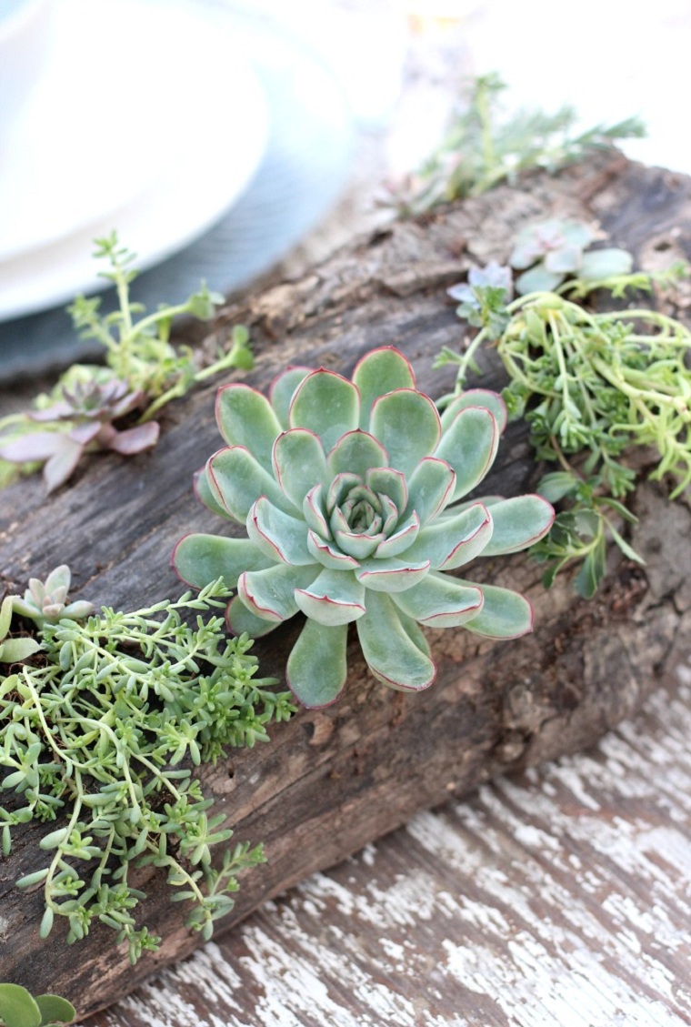 suculentas-plantas-proyecto-ideas-decorar-mesa