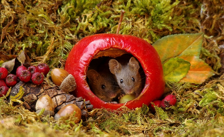 casita-para-ratones