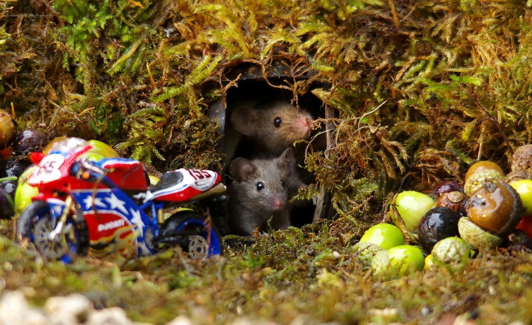 la-cueva-de-los-ratones