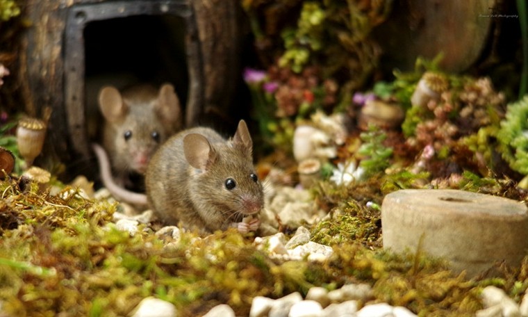 ratones-en-el-jardin