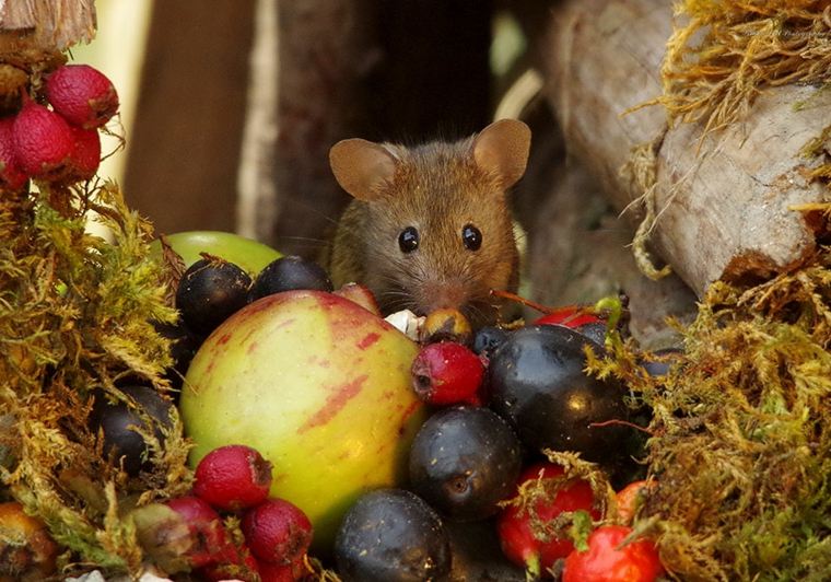 ratón-con-frutas