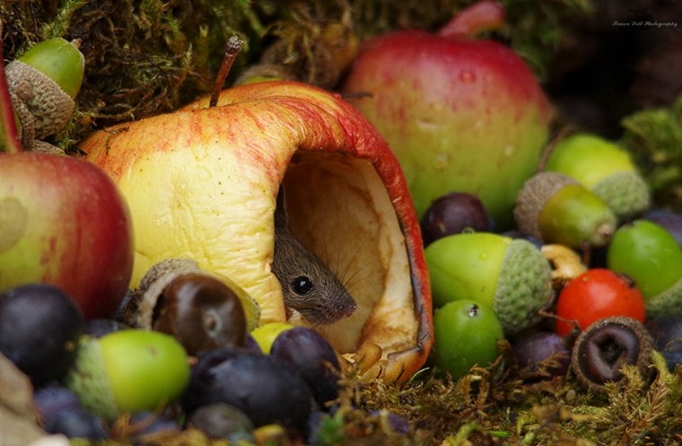 ratón-en-manzana