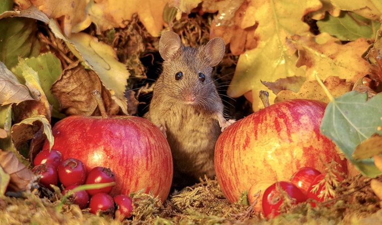 ratón-entre-manzanas