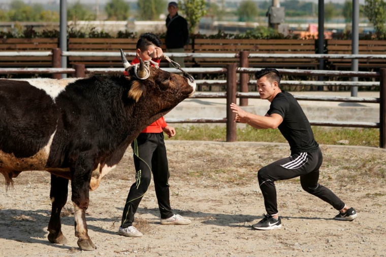 artes marciales lucha contra toros