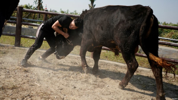 artes marciales y tauromaquia