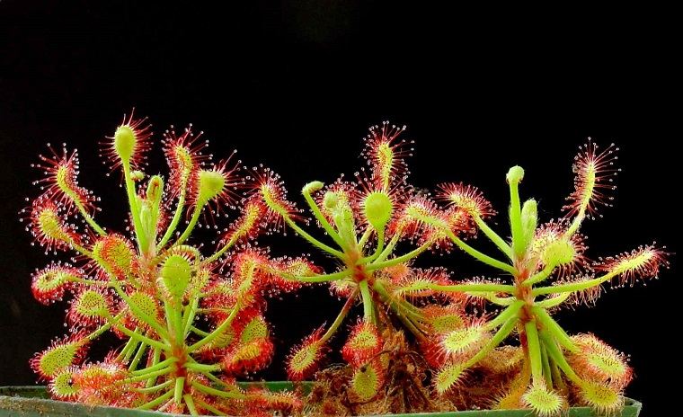 plantas carnívoras-Roridula-Gorgonias