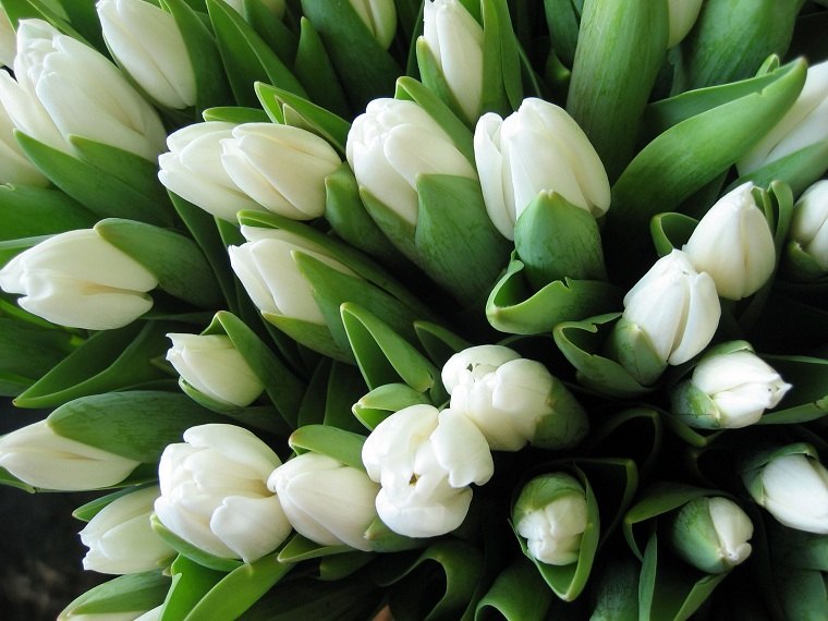 cómo plantar tulipanes-guia-blancos