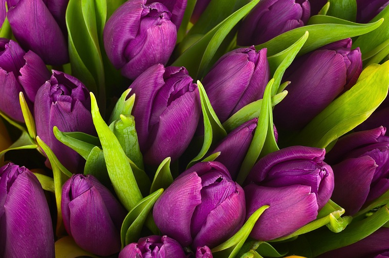 Cómo plantar tulipanes - Un guía completa sobre las flores más populares