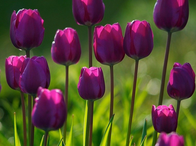 como-plantar-tulipanes-guia-purpura-color