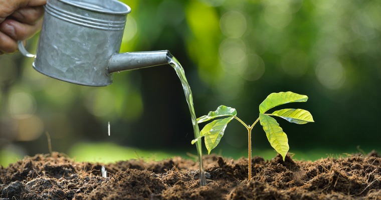 cultivo y riego de plantas