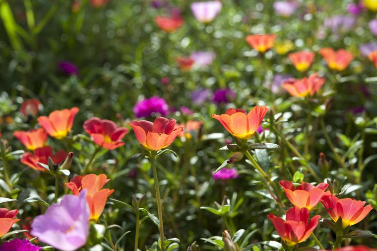 flores-jardin-consejos-riego
