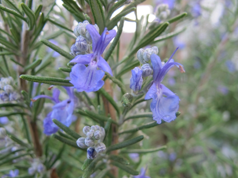 las flores del romero