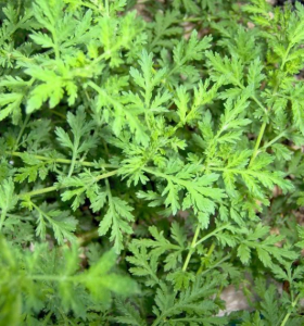plantas repelentes de insectos ajenjo