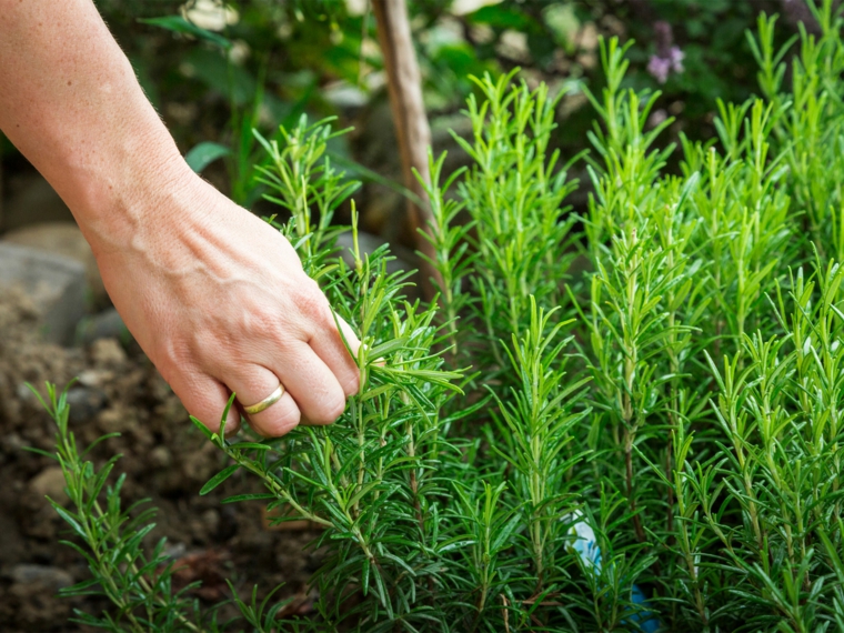 plantas repelentes romero